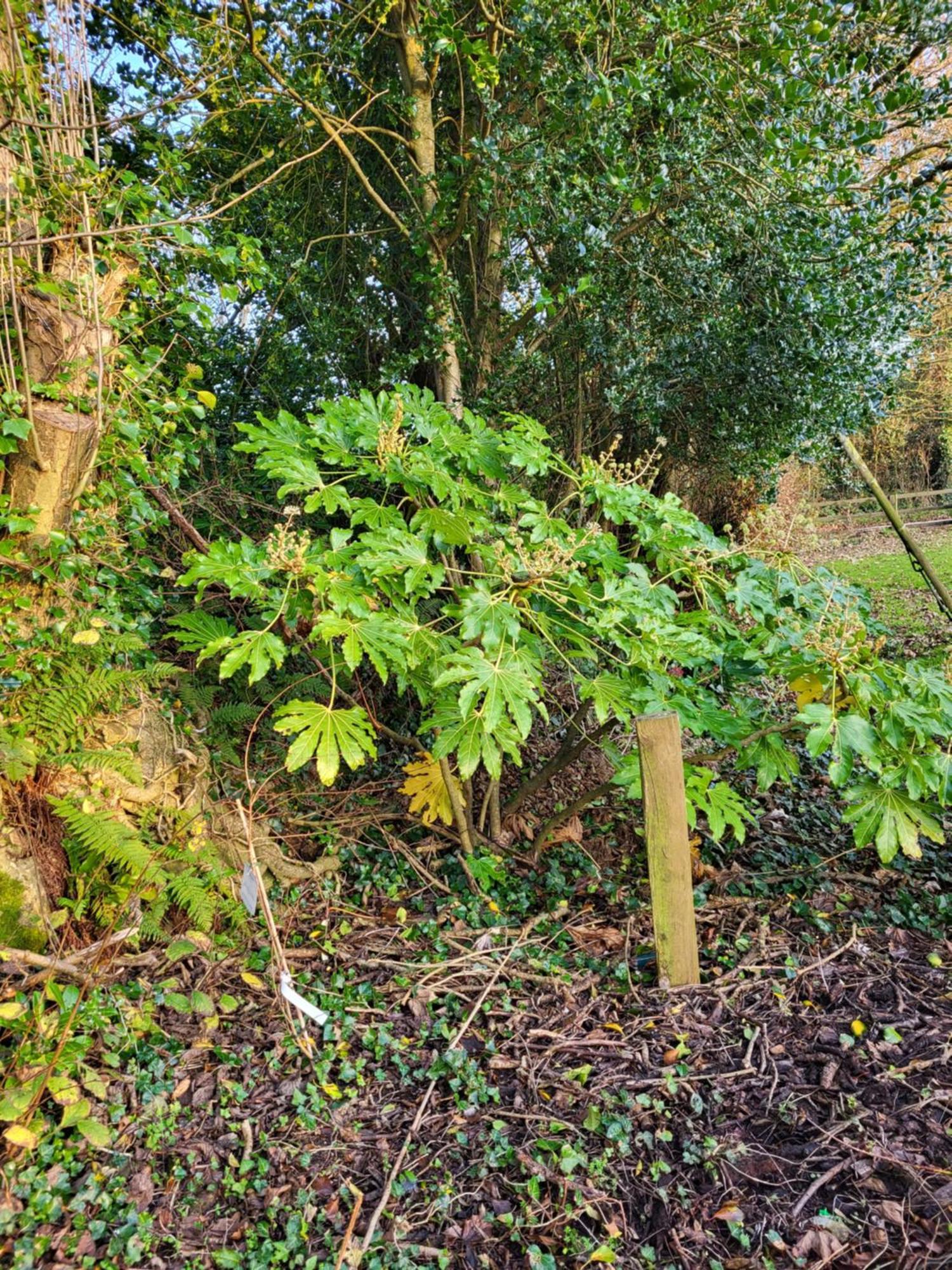 Beech