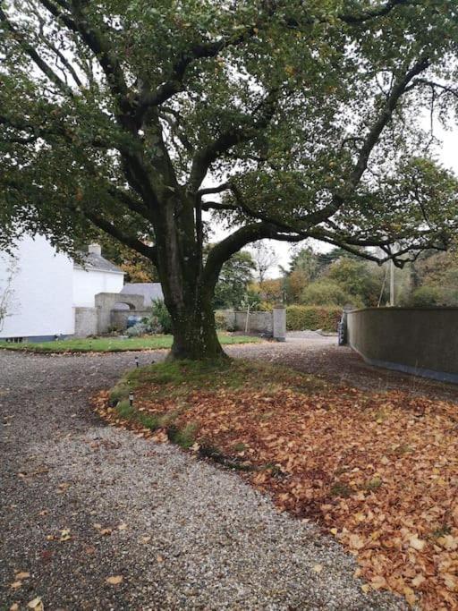 The Oak Studio-kilpatrick Glebe, Pet Friendly